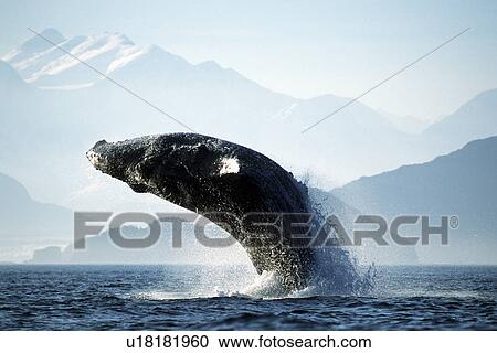 Stock Image - Adult Pacific Humpback Whale, Megaptera novaeangliae, breaching in Cross Sound, Southeast Alaska. Fotosearch