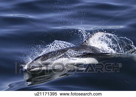 Stock Photography - Adult Pacific white-sided dolphin (Lagenorhynchus obliquidens) surfacing in the calm waters of the inside passage. Southeast Alaska, USA.. Fotosearch