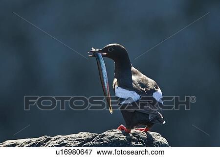 Stock Photo - Adult pigeon guillemot (Cepphus columba) in breeding plumage with a sand lance in its beak at Sail Rock in Frederick Sound, Southeast Alaska, USA. Pacific Ocean.. Fotosearch