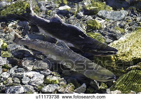 Adult pink salmon (Oncorhynchus gorbuscha) pair spawning in a stream in southeast Alaska, USA. This species is also sometimes called humpy or humpbacked salmon due to the huge hump that develops on the back during spawning. Alaska, USA View Large Photo Image Stock Photo - Adult pink salmon (Oncorhynchus gorbuscha) pair spawning in a stream in southeast Alaska, USA. This species is also sometimes called humpy or humpbacked salmon due to the huge hump that develops on the back during spawning. Alaska, USA. Fotosearch