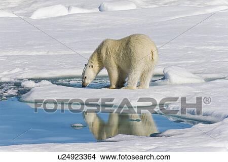 Adult polar bear (Ursus maritimus) reflected in melt water pool on multi-year ice floes in the Barents Sea off the eastern coast of EdgeÏya (Edge Island) in the Svalbard Archipelago, Norway. View Large Photo Image Picture - Adult polar bear (Ursus maritimus) reflected in melt water pool on multi-year ice floes in the Barents Sea off the eastern coast of EdgeÏya (Edge Island) in the Svalbard Archipelago, Norway.. Fotosearch