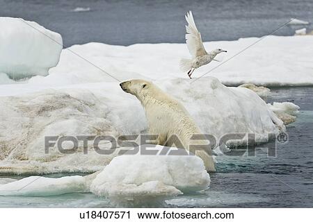 Stock Image - Adult polar bear (Ursus maritimus) hauling out onto multi-year ice floes in the Barents Sea off the eastern coast of EdgeÏya (Edge Island) in the Svalbard Archipelago, Norway. Note the gull taking off at the bears approach!. Fotosearch
