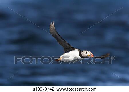 Stock Image - Adult puffin (Fratercula arctica) in flight near the nesting island of Vaeroya in the Lofoton Island Group of Northern Norway, Norwegian Sea.. Fotosearch