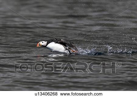 Adult puffin (Fratercula arctica) taking flight near the nesting island of Vaeroya in the Lofoton Island Group of Northern Norway, Norwegian Sea. View Large Photo Image Stock Photo - Adult puffin (Fratercula arctica) taking flight near the nesting island of Vaeroya in the Lofoton Island Group of Northern Norway, Norwegian Sea.. Fotosearch