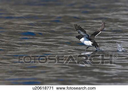 Stock Image - Adult Razorbill (Alca torda) taking flight near the nesting island of Vaeroya in the Lofoton Island Group of Northern Norway, Norwegian Sea.. Fotosearch