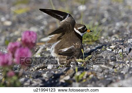 Stock Image - Adult ringed plover (Charadrius hiaticula) faking a broken wing in order to divert attention away from it's nest on the ground. Lovund, Norway in the Norwegian Sea.. Fotosearch