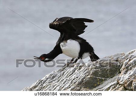 Picture - Adult Rock Cormorant (Phalacrocorax magellanicus) in flight. This bird is locally known as a rock shag. Falkland Island Group, South Atlantic Ocean.. Fotosearch