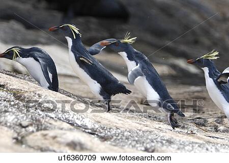 Stock Photo - Adult rockhopper penguin (Eudyptes chrysocome moseleyi) "hopping" on Nightingale Island in the Tristan da Cunha Island Group, South Atlantic Ocean. This sub-species of rockhopper penguin is endemic to the Tristan da Cunha Island Group. Rockhopper penguins. Fotosearch