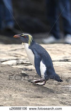 Stock Photograph - Adult rockhopper penguin (Eudyptes chrysocome moseleyi) on Nightingale Island in the Tristan da Cunha Island Group, South Atlantic Ocean. This sub-species of rockhopper penguin is endemic to the Tristan da Cunha Island Group. Rockhopper penguins are the s. Fotosearch