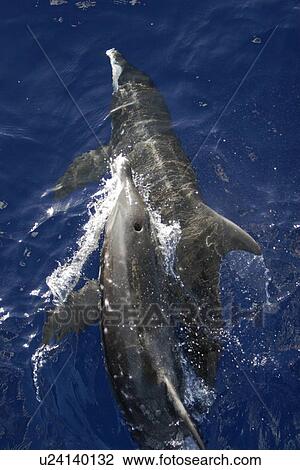 Adult rough-toothed dolphin (Steno bredanensis) bow riding the National Geographic Endeavour near Ascension Island. South Atlantic Ocean. View Large Photo Image Stock Image - Adult rough-toothed dolphin (Steno bredanensis) bow riding the National Geographic Endeavour near Ascension Island. South Atlantic Ocean.. Fotosearch
