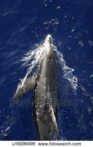 Adult rough-toothed dolphin (Steno bredanensis) bow riding the National Geographic Endeavour near Ascension Island. South Atlantic Ocean. View Large Photo Image Stock Photography - Adult rough-toothed dolphin (Steno bredanensis) bow riding the National Geographic Endeavour near Ascension Island. South Atlantic Ocean.. Fotosearch