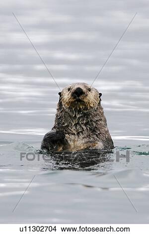 Picture - Adult sea otter (Enhydra lutris kenyoni) off Boulder Island in Glacier Bay National Park, south eastern Alaska, USA. Pacific Ocean. This sub-species ranges from the Aleutian Islands throughout southeast Alaska to Oregon.. Fotosearch