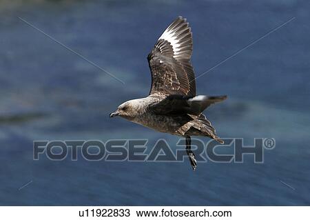 Stock Image - Adult Skua (Catharacta spp) in flight off Petermann Island near the Antarctic Peninsula.. Fotosearch