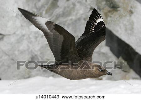 Adult Skua (Catharacta spp) in flight off Petermann Island near the Antarctic Peninsula. (rr) View Large Photo Image Stock Photo - Adult Skua (Catharacta spp) in flight off Petermann Island near the Antarctic Peninsula. (rr). Fotosearch