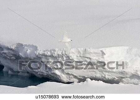 Stock Image - Adult snow petrel (Pagodroma nivea) on the wing in Crystal Sound below the Antarctic Circle, close to the Antarctic peninsula. This all-white petrel has two forms; the lesser snow petrel (Pagodroma nivea nivea) and the greater snow petrel (Pagodroma nivea. Fotosearch