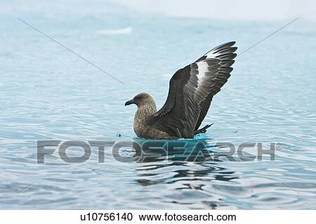 Adult south polar skua (Catharacta skua maccormicki) on the wing and feeding after an iceberg break-up near Port Lockroy on the western side of the Antarctic Peninsula. These birds will often harass other birds into dropping food while in flight. View Large Photo Image Stock Image - Adult south polar skua (Catharacta skua maccormicki) on the wing and feeding after an iceberg break-up near Port Lockroy on the western side of the Antarctic Peninsula. These birds will often harass other birds into dropping food while in flight.. Fotosearch