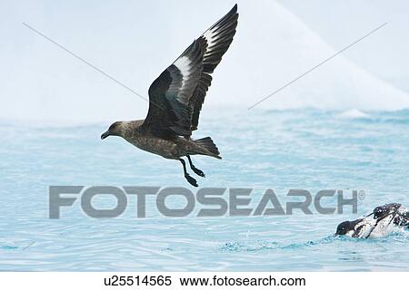 Adult south polar skua (Catharacta skua maccormicki) on the wing and feeding after an iceberg break-up near Port Lockroy on the western side of the Antarctic Peninsula. These birds will often harass other birds into dropping food while in flight. View Large Photo Image Stock Photography - Adult south polar skua (Catharacta skua maccormicki) on the wing and feeding after an iceberg break-up near Port Lockroy on the western side of the Antarctic Peninsula. These birds will often harass other birds into dropping food while in flight.. Fotosearch