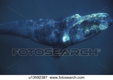 Adult Southern Right Whale (Eubalaena australis) underwater in Golfo Nuevo, Patagonia, Argentina. Southern Atlantic Ocean. View Large Photo Image Stock Photo - Adult Southern Right Whale (Eubalaena australis) underwater in Golfo Nuevo, Patagonia, Argentina. Southern Atlantic Ocean.. Fotosearch