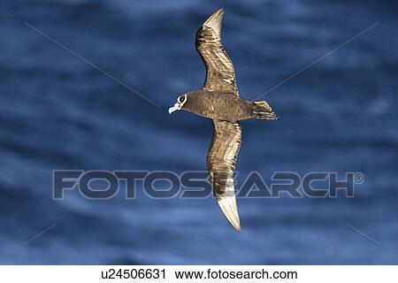 Stock Image - Adult spectacled petrel (Procellaria conspicillata) on the wing in the waters surrounding the Tristan da Cunha Island Group in the Southern Atlantic Ocean.. Fotosearch