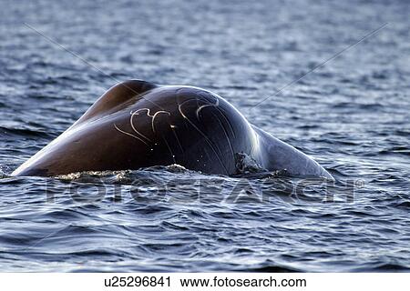 Adult Sperm Whale bull (Physeter macrocephalus) surfacing (note tooth rake marks on melon) in the upper Gulf of California (Sea of Cortez), Mexico. View Large Photo Image Stock Image - Adult Sperm Whale bull (Physeter macrocephalus) surfacing (note tooth rake marks on melon) in the upper Gulf of California (Sea of Cortez), Mexico.. Fotosearch