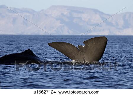 Picture - Adult Sperm Whale (Physeter macrocephalus) surfacing (note tears in flukes) in the upper Gulf of California (Sea of Cortez), Mexico.. Fotosearch