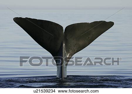 Picture - Adult Sperm Whale (Physeter macrocephalus) fluke-up terminal dive in the upper Gulf of California (Sea of Cortez), Mexico.. Fotosearch