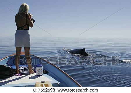 Adult Sperm Whale (Physeter macrocephalus) surfacing near boat in the upper Gulf of California (Sea of Cortez), Mexico. Model Released. View Large Photo Image Stock Photo - Adult Sperm Whale (Physeter macrocephalus) surfacing near boat in the upper Gulf of California (Sea of Cortez), Mexico. Model Released.. Fotosearch