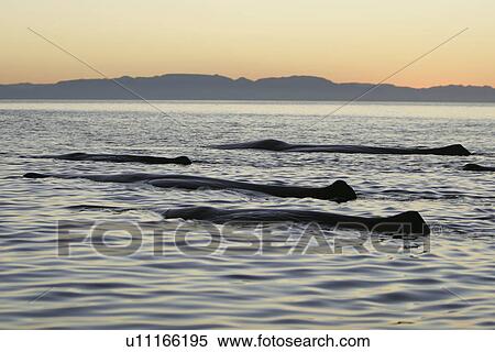 Adult Sperm Whales (Physeter macrocephalus) logging on the surface. Upper Gulf of California (Sea of Cortez), Mexico. View Large Photo Image Stock Photography - Adult Sperm Whales (Physeter macrocephalus) logging on the surface. Upper Gulf of California (Sea of Cortez), Mexico.. Fotosearch