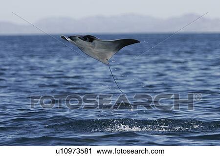 Stock Image - Adult Spinetail Mobula (Mobula japanica) leaping out of the water in the upper Gulf of California (Sea of Cortez), Mexico. Note the long whip-like tail (longer than the length of the body) with sting at the base - a unique field diagnostic to this species. Fotosearch