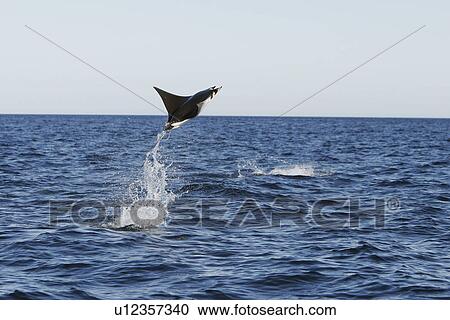 Adult Spinetail Mobula (Mobula japanica) leaping out of the water in the upper Gulf of California (Sea of Cortez), Mexico. Note the long whip-like tail (longer than the length of the body) with sting at the base - a unique field diagnostic to this species View Large Photo Image Stock Image - Adult Spinetail Mobula (Mobula japanica) leaping out of the water in the upper Gulf of California (Sea of Cortez), Mexico. Note the long whip-like tail (longer than the length of the body) with sting at the base - a unique field diagnostic to this species. Fotosearch