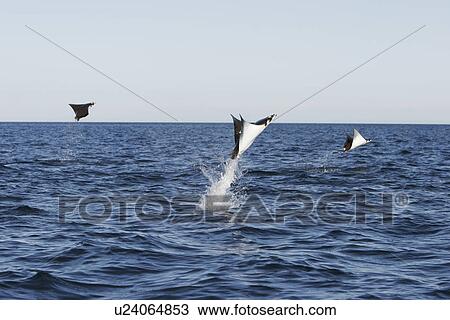 Stock Image - Adult Spinetail Mobula (Mobula japanica) leaping out of the water in the upper Gulf of California (Sea of Cortez), Mexico. Note the long whip-like tail (longer than the length of the body) with sting at the base - a unique field diagnostic to this species. Fotosearch