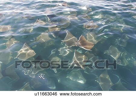 Stock Photograph - Adult Spinetail Mobula (Mobula japanica) massing in huge schools (possible mating behaviour? ) in the upper Gulf of California (Sea of Cortez), Mexico. Note the long whip-like tail (longer than the length of the body) with sting at the base - a unique fiel. Fotosearch