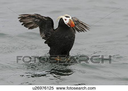 Stock Photography - Adult Tufted Puffin (Fratercula cirrhata) near nesting site on South Marble Island in Glacier Bay National Park, Southeast Alaska, USA. Pacific Ocean.. Fotosearch