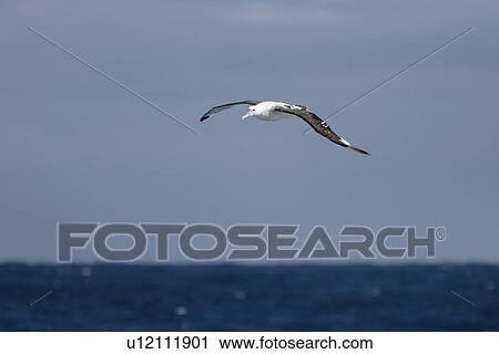 Adult wandering albatross (Diomedea exulans) in flight near Prion Island, which lies in the Bay of Isles towards the west end of South Georgia Island in the Southern Atlantic Ocean. The wandering albatross is the largest (not heaviest) bird in the world w View Large Photo Image Stock Image - Adult wandering albatross (Diomedea exulans) in flight near Prion Island, which lies in the Bay of Isles towards the west end of South Georgia Island in the Southern Atlantic Ocean. The wandering albatross is the largest (not heaviest) bird in the world w. Fotosearch