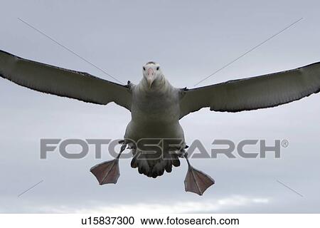 Stock Image - Adult wandering albatross (Diomedea exulans) landing on Prion Island, which lies in the Bay of Isles towards the west end of South Georgia Island in the Southern Atlantic Ocean. The wandering albatross is the largest (not heaviest) bird in the world with . Fotosearch