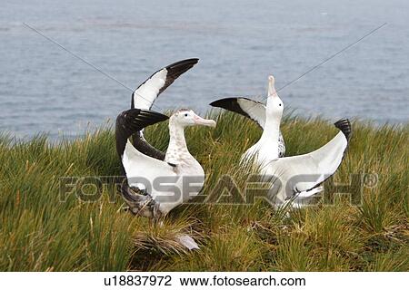 Stock Image - Adult wandering albatross (Diomedea exulans) exhibiting courtship behaviour on Prion Island, which lies in the Bay of Isles towards the west end of South Georgia Island in the Southern Atlantic Ocean. The wandering albatross is the largest (not heaviest) . Fotosearch