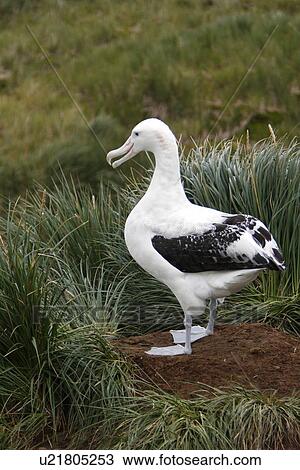 Adult wandering albatross (Diomedea exulans) exhibiting courtship behaviour on Prion Island, which lies in the Bay of Isles towards the west end of South Georgia Island in the Southern Atlantic Ocean. The wandering albatross is the largest (not heaviest) View Large Photo Image Stock Image - Adult wandering albatross (Diomedea exulans) exhibiting courtship behaviour on Prion Island, which lies in the Bay of Isles towards the west end of South Georgia Island in the Southern Atlantic Ocean. The wandering albatross is the largest (not heaviest) . Fotosearch