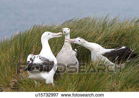 Stock Photo - Adult wandering albatross (Diomedea exulans) exhibiting courtship behaviour on Prion Island, which lies in the Bay of Isles towards the west end of South Georgia Island in the Southern Atlantic Ocean. The wandering albatross is the largest (not heaviest) . Fotosearch