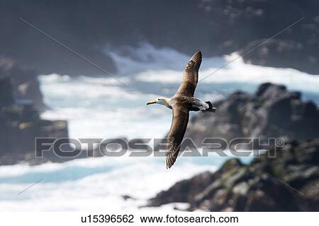 Stock Image - Adult waved albatross (Diomedea irrorata) in flight on Espanola Island in the Galapagos Island Group, Ecuador. Pacific Ocean. This species of albatross is endemic to the Galapagos Islands. (rr). Fotosearch