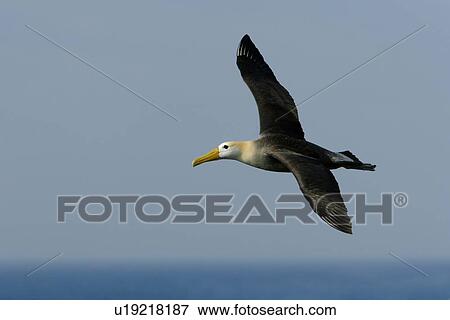 Stock Photo - Adult waved albatross (Diomedea irrorata) in flight on Espanola Island in the Galapagos Island Group, Ecuador. Pacific Ocean. This species of albatross is endemic to the Galapagos Islands.. Fotosearch