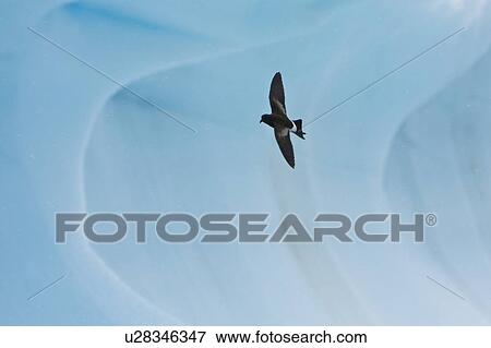 Stock Photo - Adult Wilson's storm petrel (Oceanites oceanicus) on the wing and feeding after an iceberg calved near Port Lockroy, near the Antarctic Peninsula. This dimunitive little storm petrel often looks as if it walks on water while feeding. The Wilson's storm pe. Fotosearch