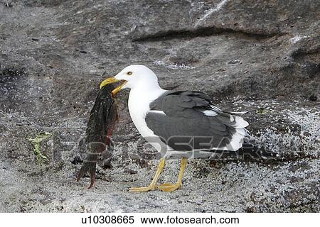 Adult Yellow-footed Gull (Larus livens) with creolefish in the Gulf of California (Sea of Cortez), Mexico. This species is enedemic to the Gulf of California. View Large Photo Image Stock Photography - Adult Yellow-footed Gull (Larus livens) with creolefish in the Gulf of California (Sea of Cortez), Mexico. This species is enedemic to the Gulf of California.. Fotosearch
