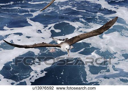 Stock Image - Adult yellow-nosed albatross (Thalassarche chlororhynchos) on the wing in the oceanic waters surrounding the Tristan da Cunha Island Group in the South Atlantic Ocean.. Fotosearch