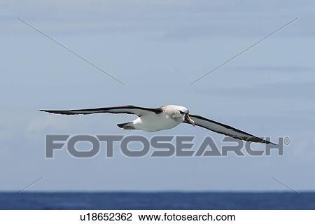 Stock Image - Adult yellow-nosed albatross (Thalassarche chlororhynchos) on the wing in the oceanic waters surrounding the Tristan da Cunha Island Group in the South Atlantic Ocean.. Fotosearch