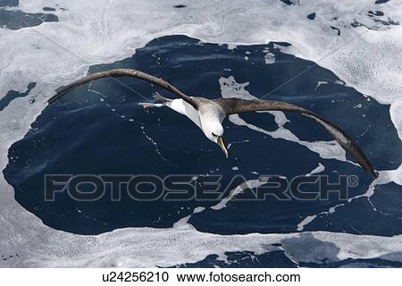 Stock Image - Adult yellow-nosed albatross (Thalassarche chlororhynchos) on the wing in the oceanic waters surrounding the Tristan da Cunha Island Group in the South Atlantic Ocean.. Fotosearch