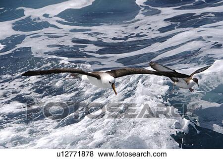 Adult yellow-nosed albatross (Thalassarche chlororhynchos) on the wing near a Great Shearwater in the oceanic waters surrounding the Tristan da Cunha Island Group in the South Atlantic Ocean. View Large Photo Image Stock Photo - Adult yellow-nosed albatross (Thalassarche chlororhynchos) on the wing near a Great Shearwater in the oceanic waters surrounding the Tristan da Cunha Island Group in the South Atlantic Ocean.. Fotosearch
