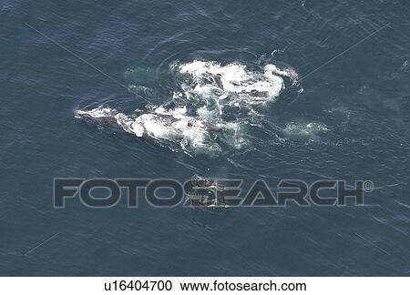 Stock Image - Aerial view of a pod of Killer whales (Orcinus orca) and Northern right whales (Balaena glacialis glacialis). Gulf of Maine, USA (rr). Fotosearch
