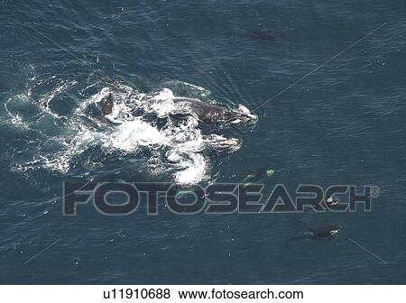 Aerial view of a pod of Killer whales (Orcinus orca) and Northern right whales (Balaena glacialis glacialis). Gulf of Maine, USA (rr) View Large Photo Image Stock Photo - Aerial view of a pod of Killer whales (Orcinus orca) and Northern right whales (Balaena glacialis glacialis). Gulf of Maine, USA (rr). Fotosearch