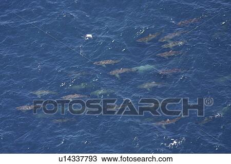 Aerial view of Basking Sharks (Cetorhinus Maximus). Gulf of Maine, USA (rr) View Large Photo Image Stock Image - Aerial view of Basking Sharks (Cetorhinus Maximus). Gulf of Maine, USA (rr). Fotosearch