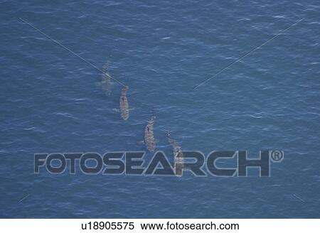 Stock Photography - Aerial view of Basking Sharks (Cetorhinus Maximus). Gulf of Maine, USA (rr). Fotosearch